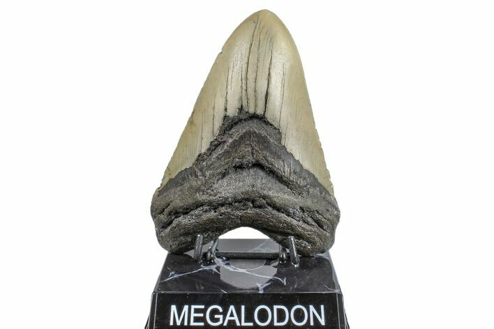 Fossil Megalodon Tooth - North Carolina #165419